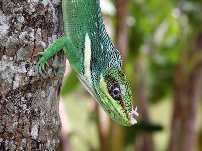 Anolis