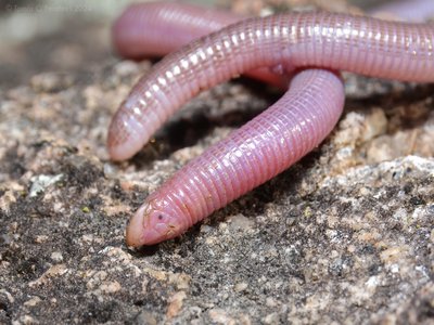 Anops kingii