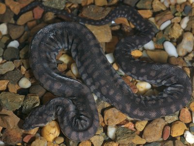 Arafura File Snake