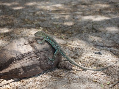Aruban Whiptail