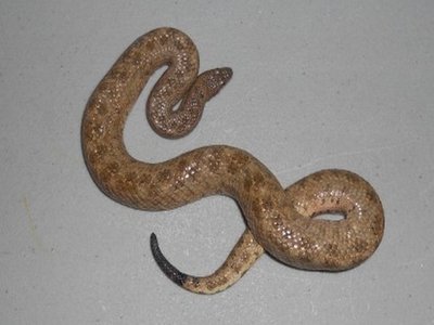 Bahamian Boa