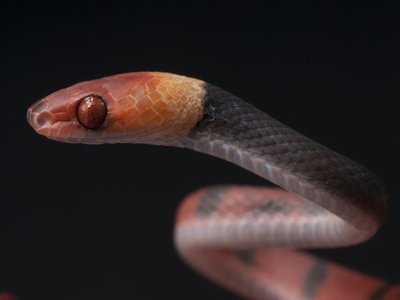 Bahia Coral Snake