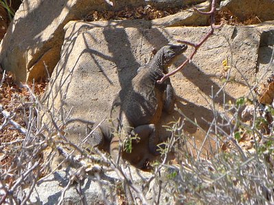 Baja California Chuckwalla