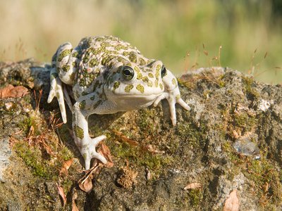 Balearic Green Toad