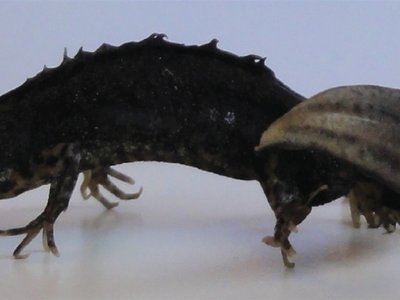 Balkan Crested Newt