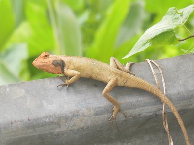 Banded Calotes