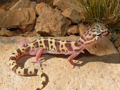 Banded Gecko