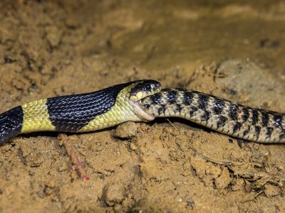 Banded Keelback
