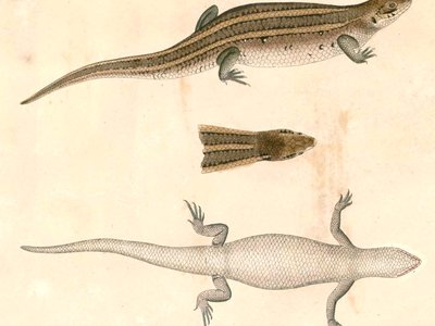 Banded Mabuya