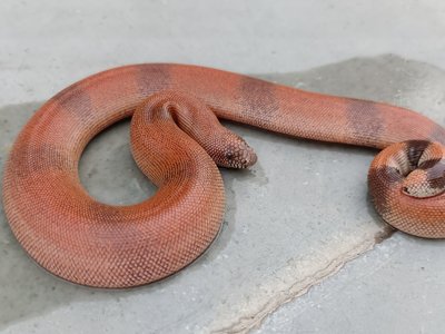 Banded Sand Boa
