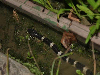 Banded Skink