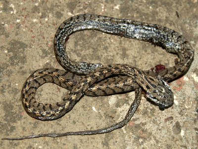 Banded Tree Snake