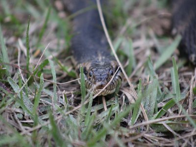 Banded Water Snake