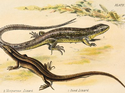 Banded Worm Lizard