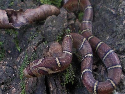 Barred Kukri Snake