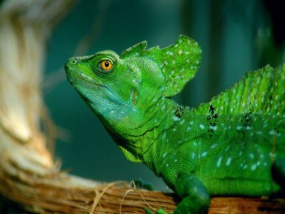 Basilisk Lizard