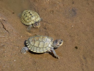Batagur Turtle