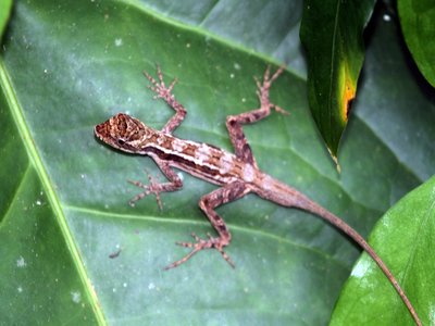 Belize Anole