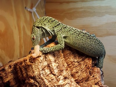 Biak Monitor