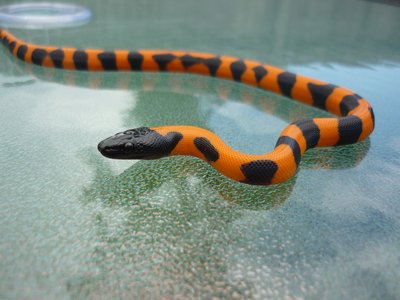 Bismarck Ringed Python