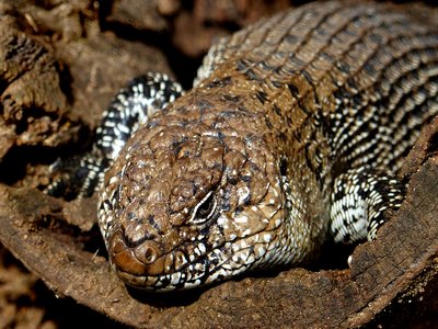Black Banded Skink