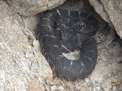 Black Beauty Snake