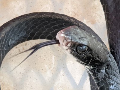 Black Racer