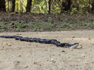Black Rat Snake