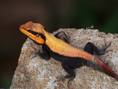 Black Rock Agama
