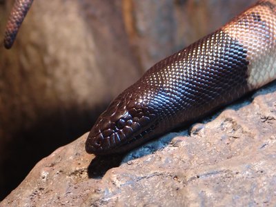 Blackhead Python