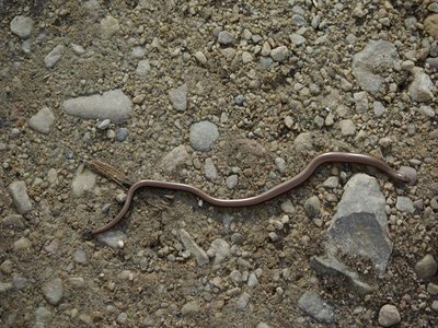 Blind Worm Lizard
