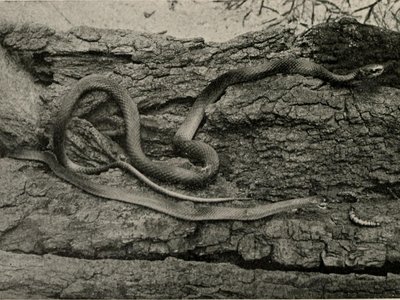 Blotched Butterfly Lizard
