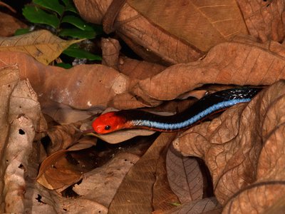 Blue Coral Snake