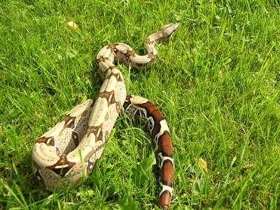 Boa Constrictor
