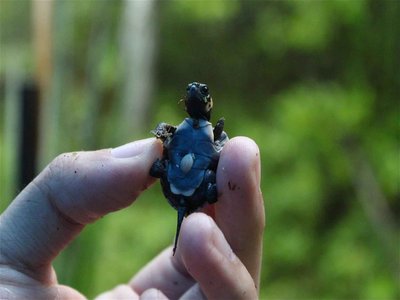 Bog Turtle