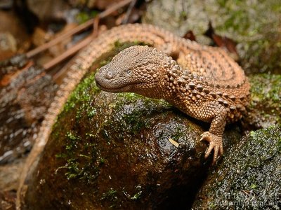 Borneo Earless Monitor