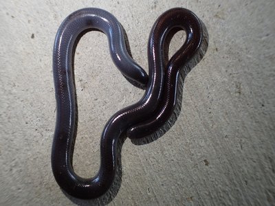 Brahminy Blind Snake