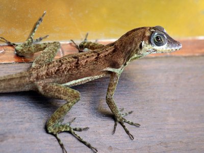 Bronze Anole