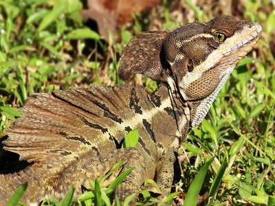 Brown Basilisk
