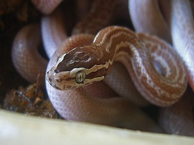 Brown House Snake