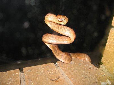 Brown Tree Snake