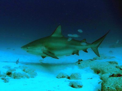Bull Shark