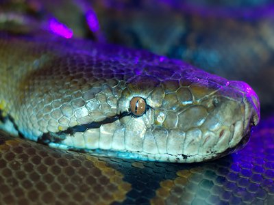 Burmese Python