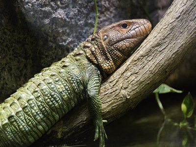 Caiman Lizard