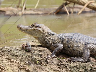 Caiman