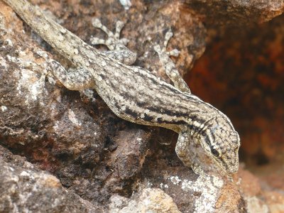 Cape Dwarf Gecko