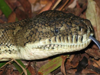 Carpet Python
