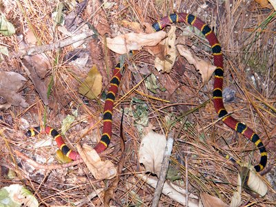 Central American Coral Snake