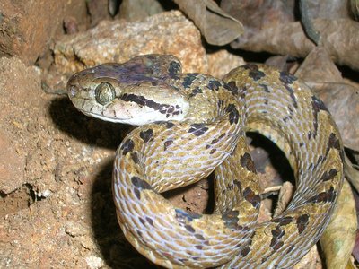 Ceylon Cat Snake