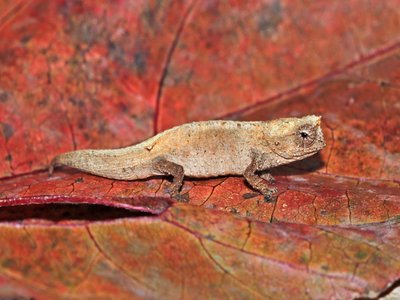 Chameleon
